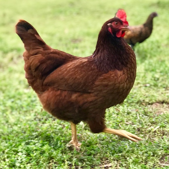 Meet your Posher, Julie - Picture 3 of 7